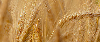 Russian agricultural holding