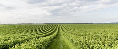 Подготовка к переходу на 1С для Сингенты