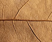 Service support for an international tobacco manufacturer