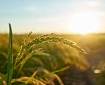 Syngenta