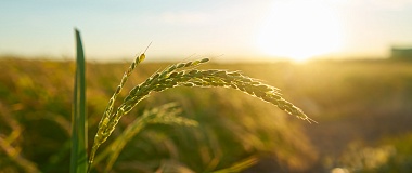 Technical Support for Syngenta